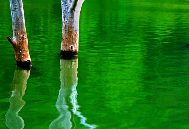 Green Reflections