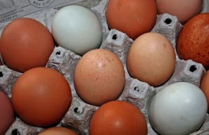 Real chicken eggs
