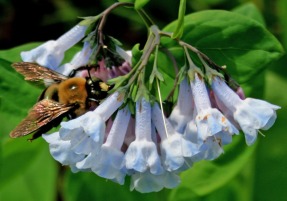 Bee on whitishbluebells