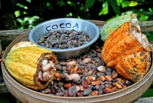 Cocoa pod and beans