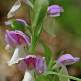 Showy Orchis close-up