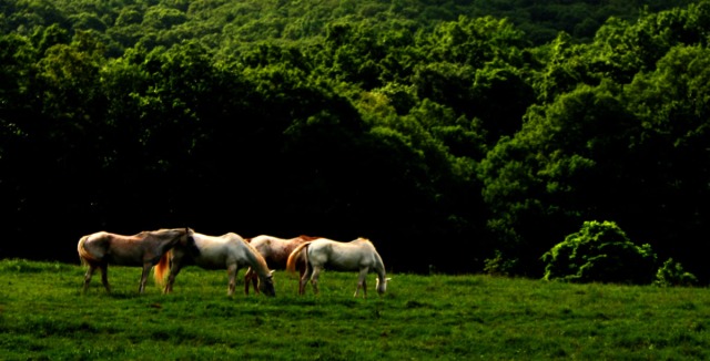 Four horses along the ridge