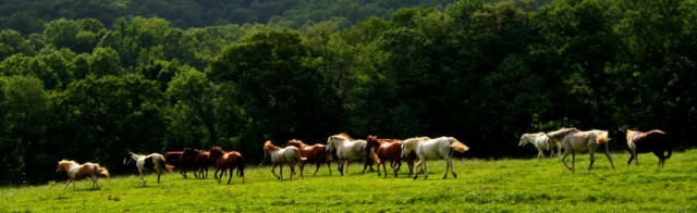 Horses along the ridge