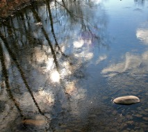 One stone in the river, West Virginia