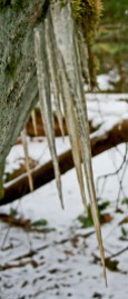 icicles with brown tips