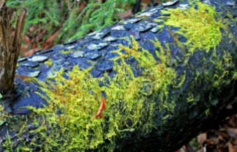 moss on fallen trunk