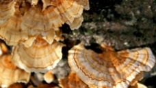 mushroom close-up