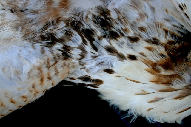 plumage detail