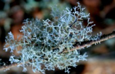 reindeer lichen on a branch