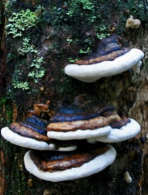 shelf mushrooms