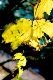 torn yellow fall leaf