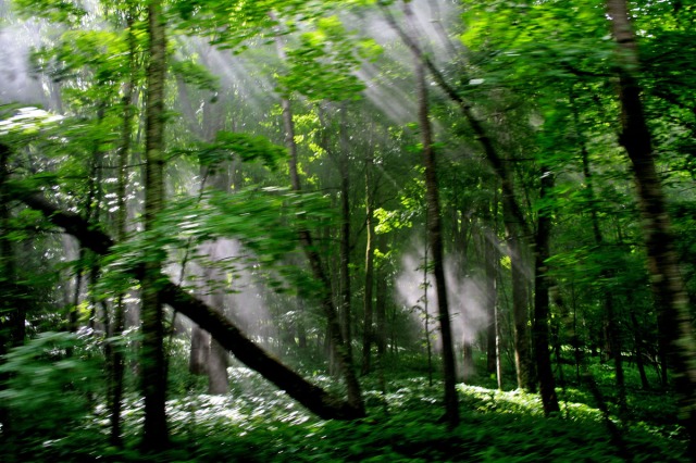 woods in motion
