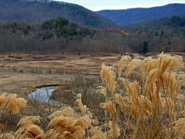 River valley with grasses