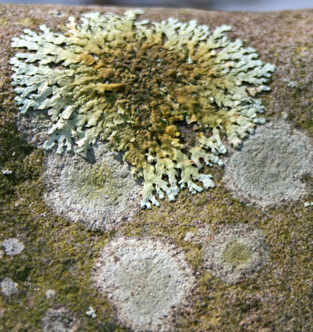 rockrose lichen