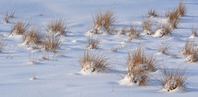 snow covered grass tufts