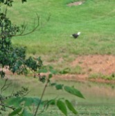 bald eagle by pond