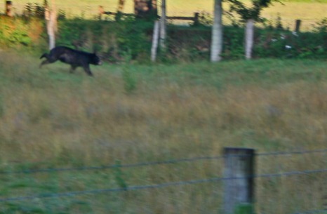 black bear on the run