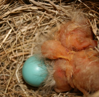 newborn robins with one remaining egg