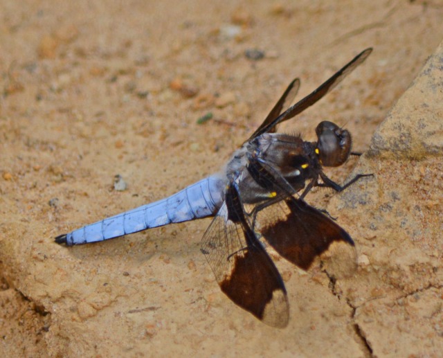 dragonfly resting