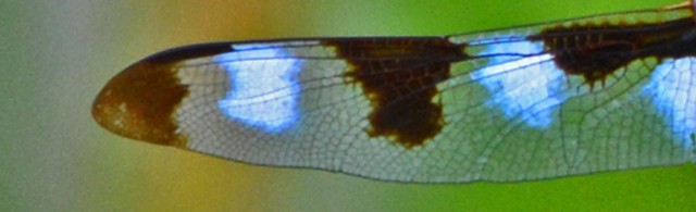 dragonfly wing 