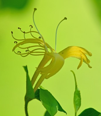 yellow honeysuckle blossom