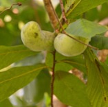 pawpaws in tree