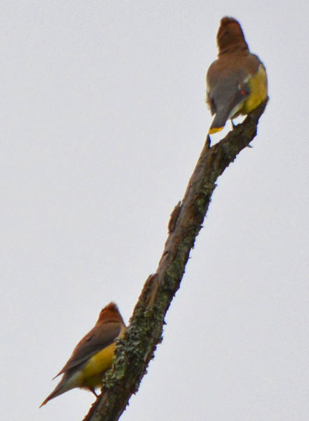 Two waxwings from back and side
