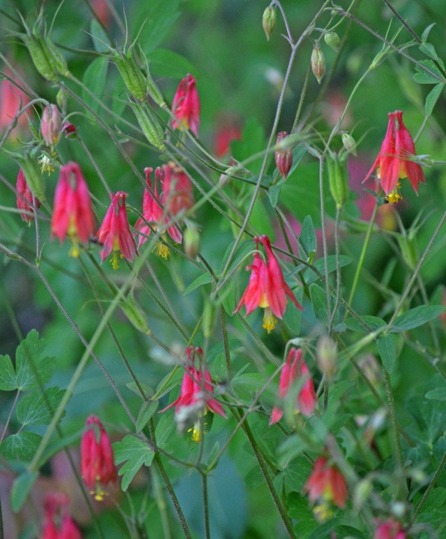 patch of columbines