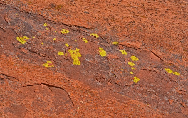 yellow lichen on orange rock