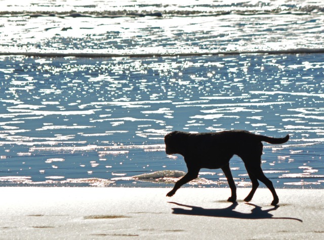 black dog on beach