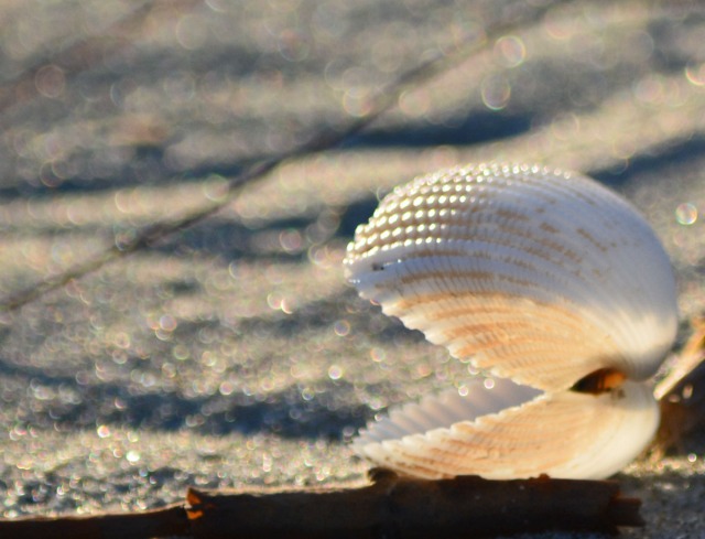 shell in evening light