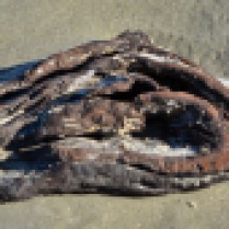 driftwood skull