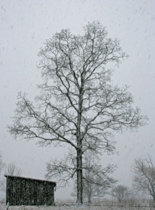 tree and barn in snowstorm
