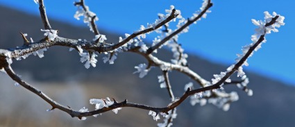 branch with ice blossoms