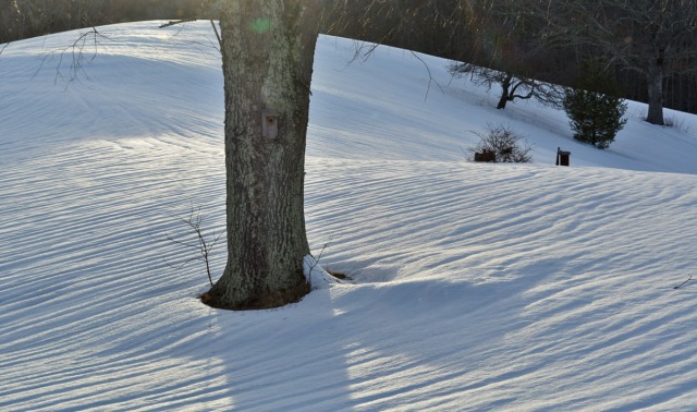 Snow pattern around tree
