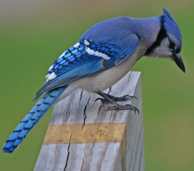 blue jay on end of beam