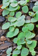 jewelweed seedlings