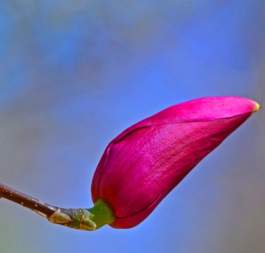 single magnolia bud