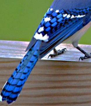 wing and tail feathers