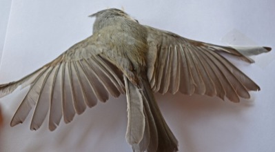 dead bird, face down