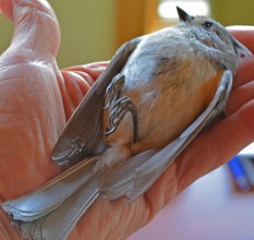 dead bird in hand