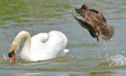 duck attack