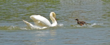 duck charges swan