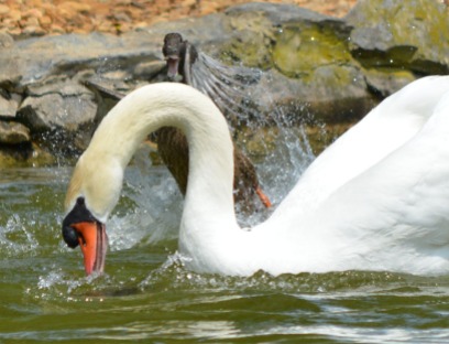 duck screaming at swan