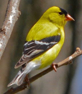 male goldfinch