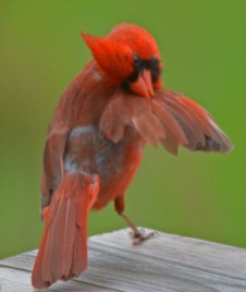 cardinal preening