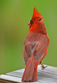 cardinal rear view