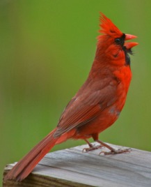 cardinal singing