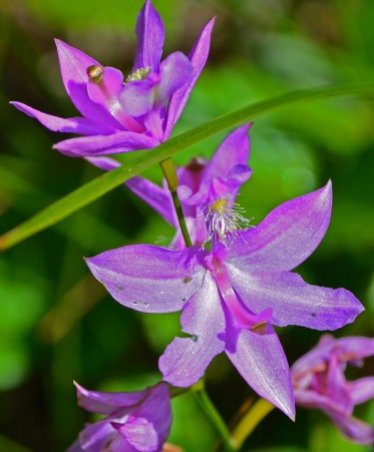 Grass-pink orchid