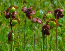 Community of pitcher plants